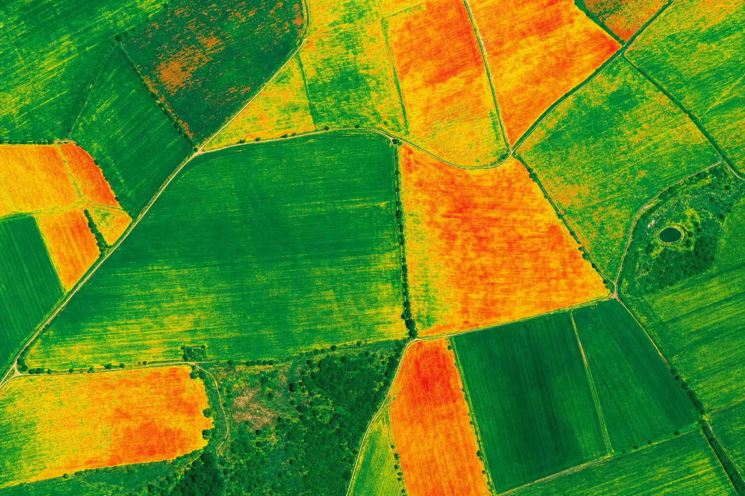 Drone crop scouting — aerial view of growing crops