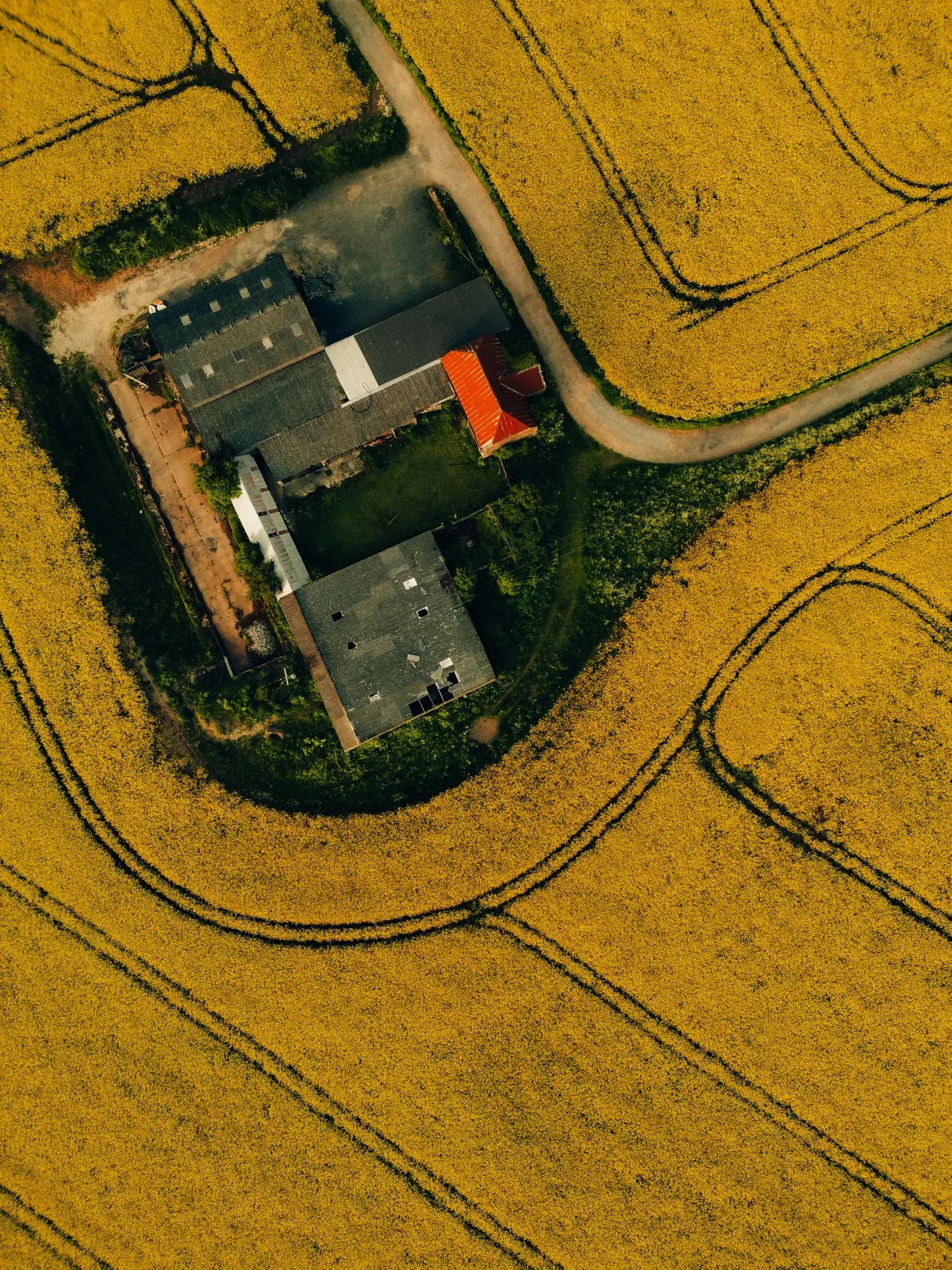 High-resolution drone image of emerging crop rows