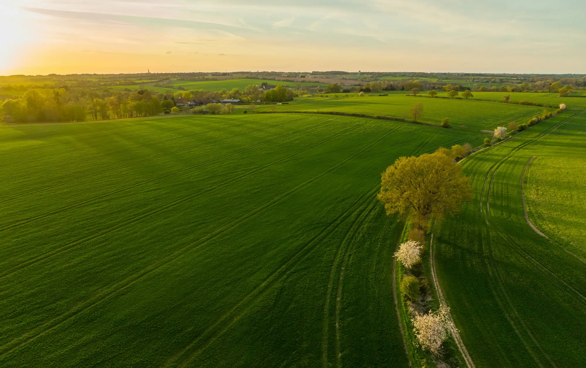 NDVI crop health map from drone survey