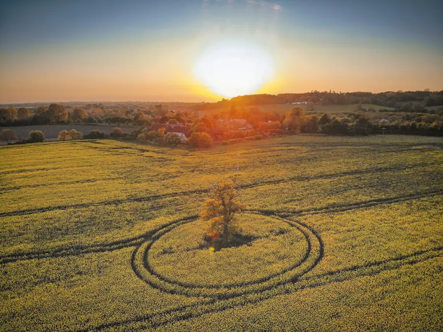 English wheat field at sunset
