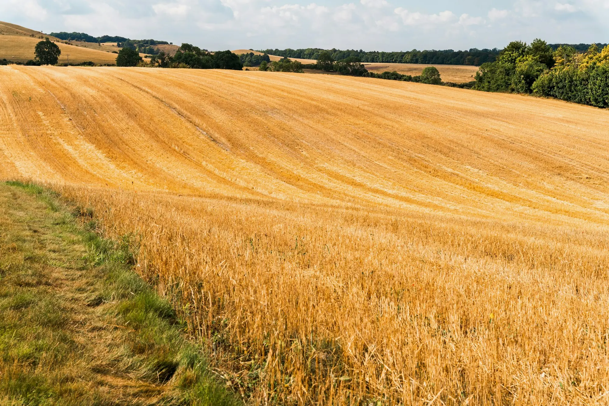 Drone flying over crops for in-season scouting